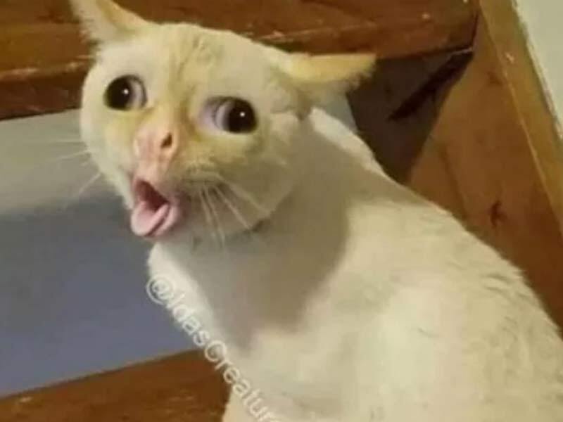 1000073651