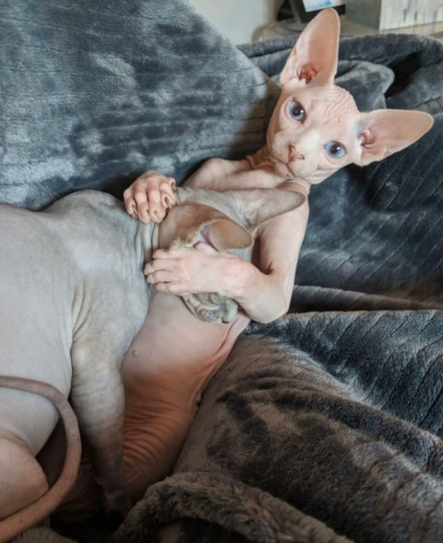 2229