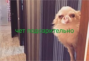 1000068639