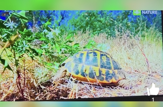 imagepickerC40608ED-BB5F-4215-BBAE-7543E2810CA3-27583-000007E775636001