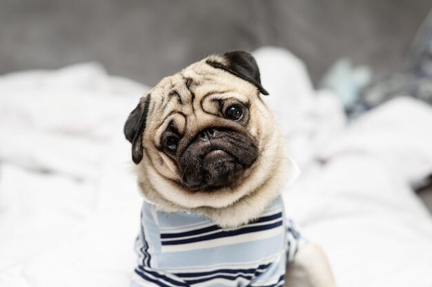 cute-dog-pug-breed-have-question-making-funny-face-feeling-so-happiness-funselective-focus1218270-595