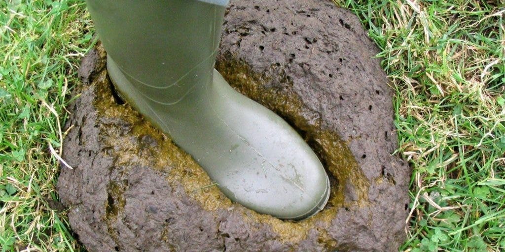 o-COW-MANURE-facebook-1024x512