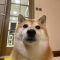 aIoetosasha
