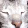 snidoff
