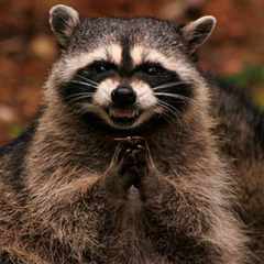 COON