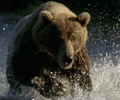 Siberian_bear