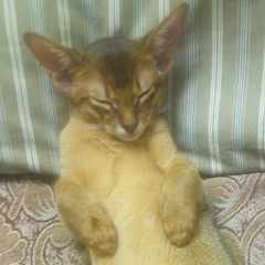 Вячеслав_Беляев