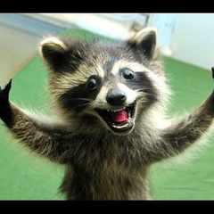 ЕНОТИК_ПОЛОСКУН