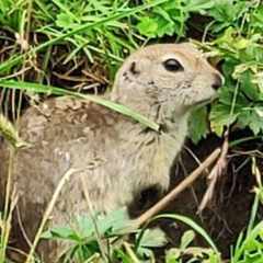 Alexander_Stepanov219