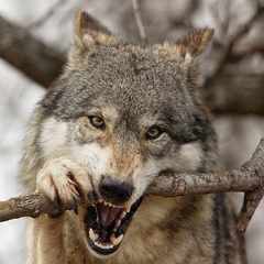 Денис_Галимьянов