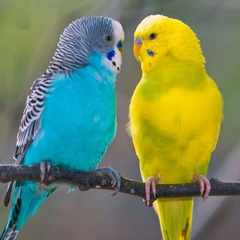 Молчание_Бурят