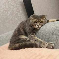 Иван_Левицкий