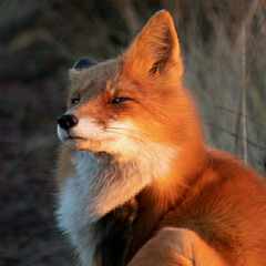 Foxygold