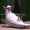 user_photo
