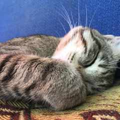 Дмитрий_Демьяненко