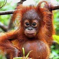 Аран.Гутангович