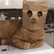 ОчУмелый_КотЭ