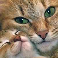 катя.королева