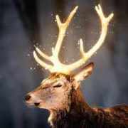 Михаил_Образцов