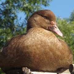 Клублюбителей_мускусныхут