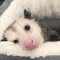 opossum