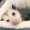 user_photo