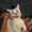 user_photo