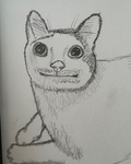 KoTKoToB
