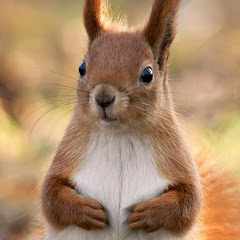 николай_николаев