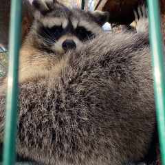 ДИКАЯ_ПАНТЕРА