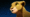 Nira profile image