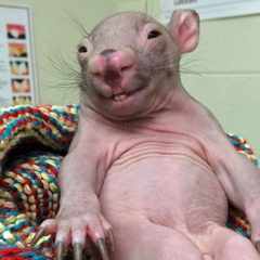 ЛысыйЗверь