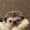 user_photo