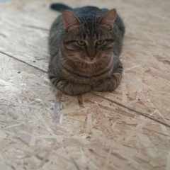 Александр_Разиньков