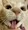 Whiskas_Fiskars