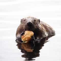 Стенли_Бубрик