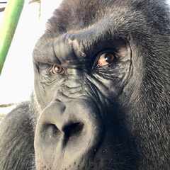 ЧакПоловник