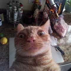 Константин_Шевелёв