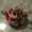 user_photo