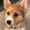 La_Corgi