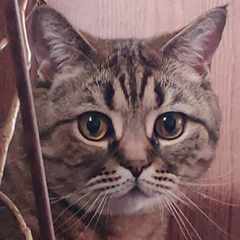 Вячеслав_Николаевич