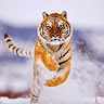 John_Norris