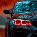 FeralFox