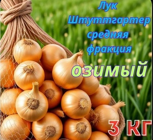 Лук севок озимый сорт Штутгартер Ризен, на посадку осенью или весной (с Озон картой) 