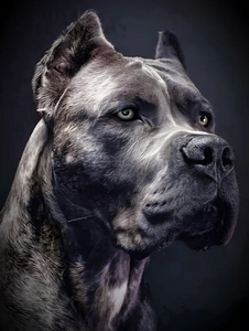 Алмазная мозаика Кане-корсо 50х70 см + 200 бонусов за отзыв (по Озон карте)