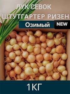 Лук севок для посадки Штутгартер ризен (с картой OZON)