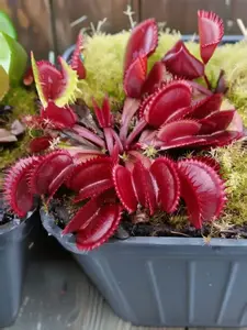 Хищные растения (с картой озон)